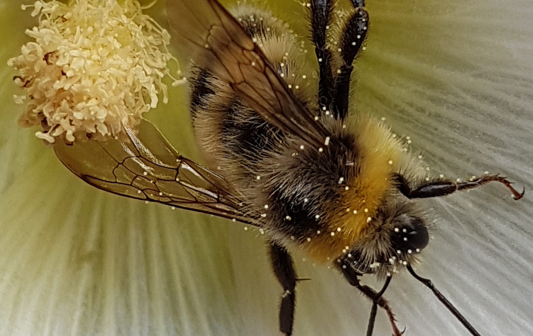 Bee or bumblebee Germany