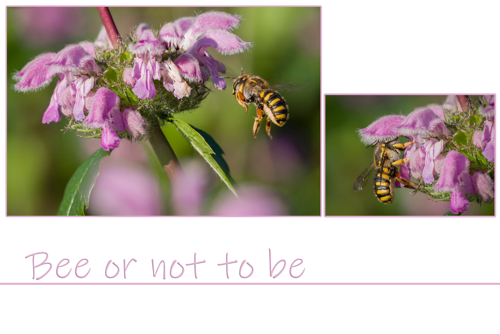 Bee or not to be