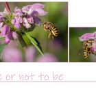 Bee or not to be