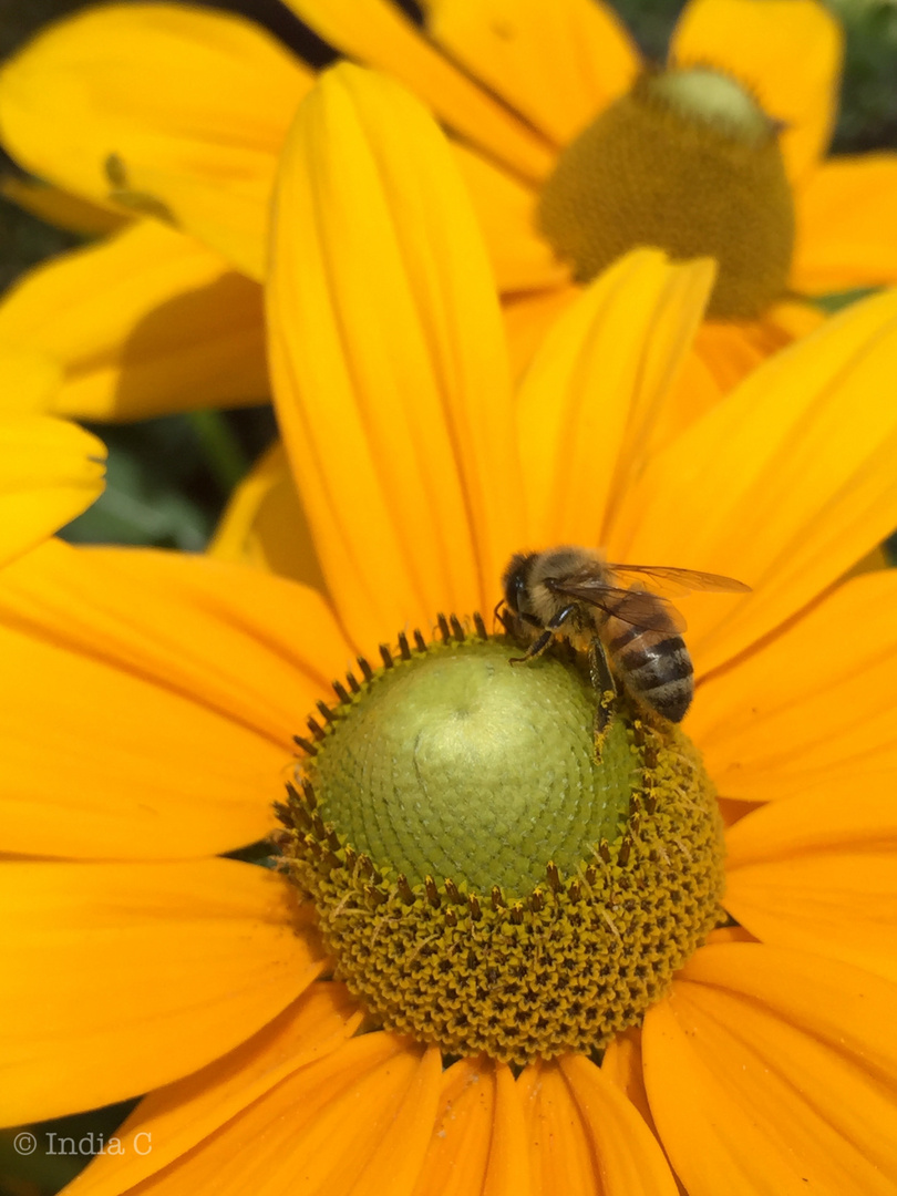 Bee Pollinating Cone Flower