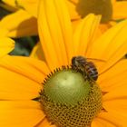 Bee Pollinating Cone Flower