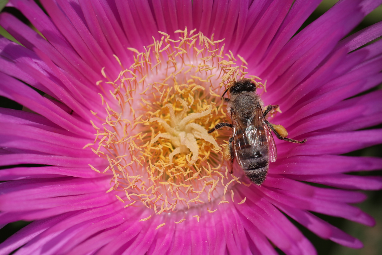Bee Pollinating Macro