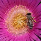 Bee Pollinating Macro