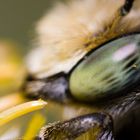 Bee Portrait