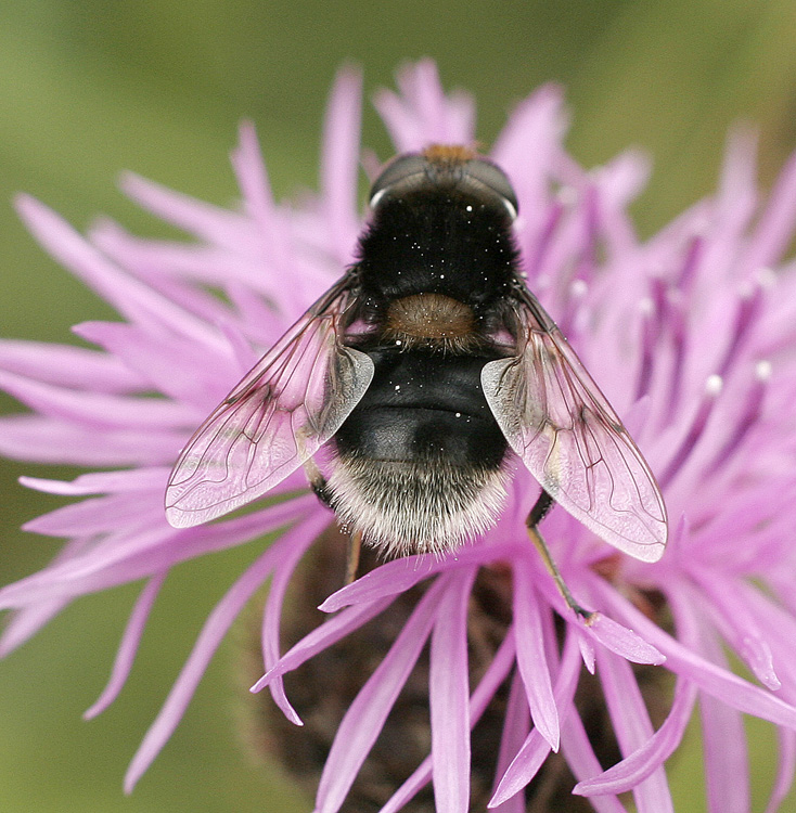 Bee & Thistle