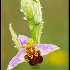 ***BEE vs. RAIN***