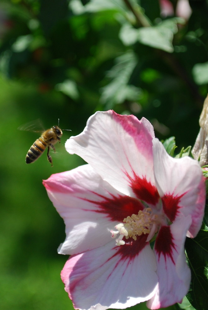 Bee with Flower