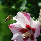 Bee with Flower