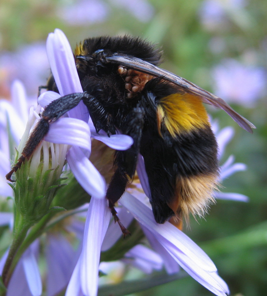 Bee with hitchhikers.