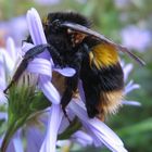 Bee with hitchhikers.