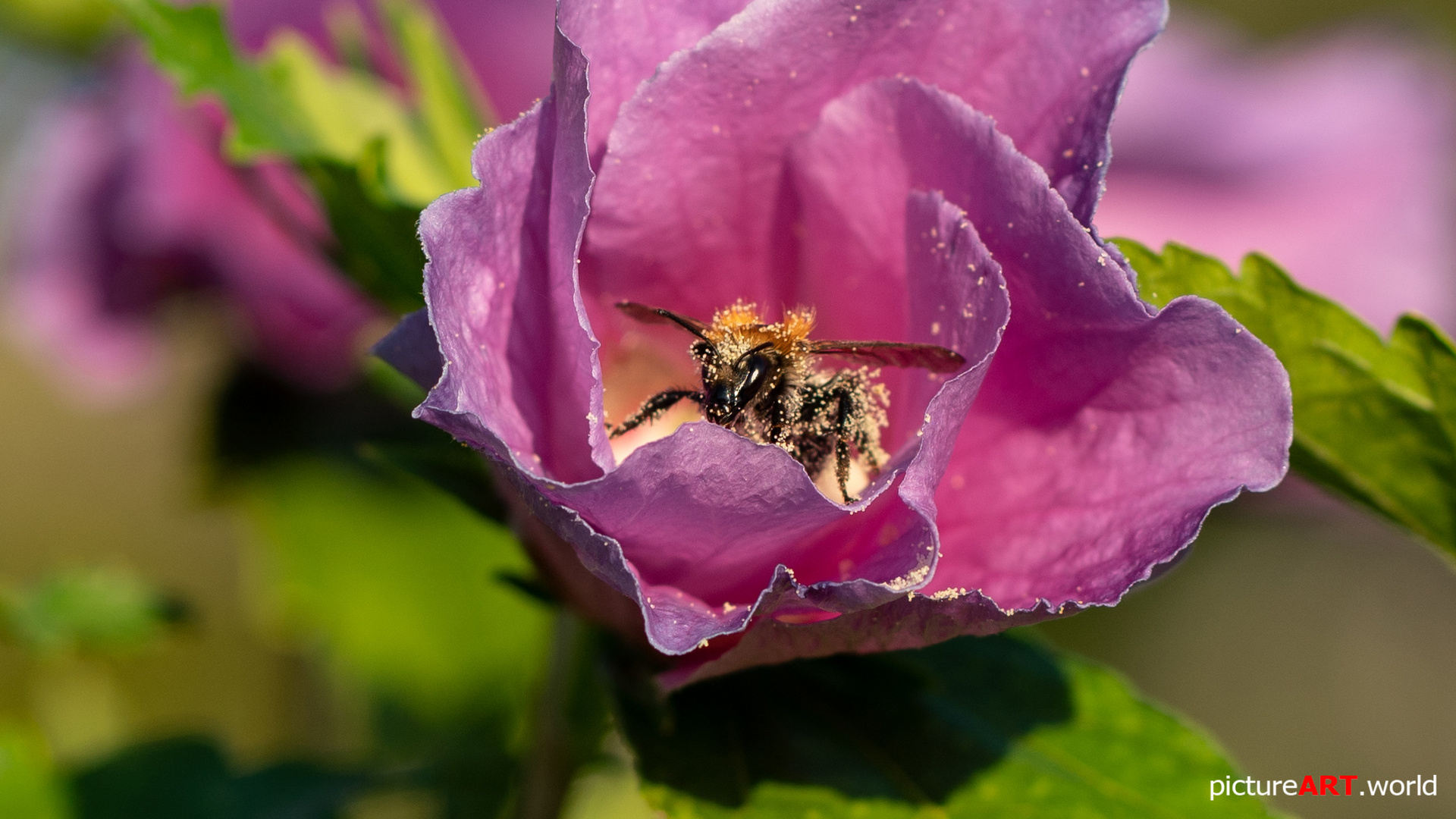 Bee with pollen