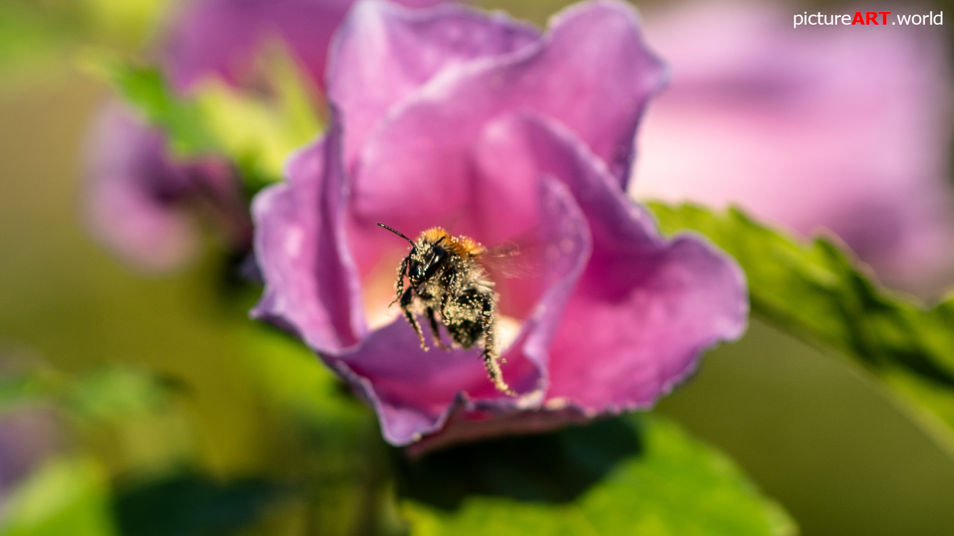 Bee with pollen