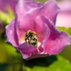 Bee with pollen