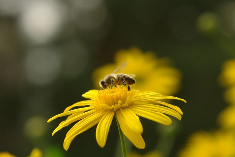 bee with yellow flower