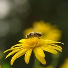 bee with yellow flower