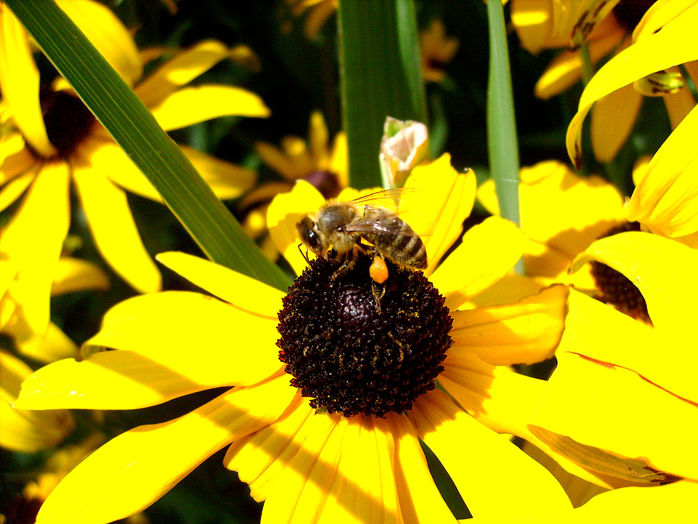 Bee! @ work