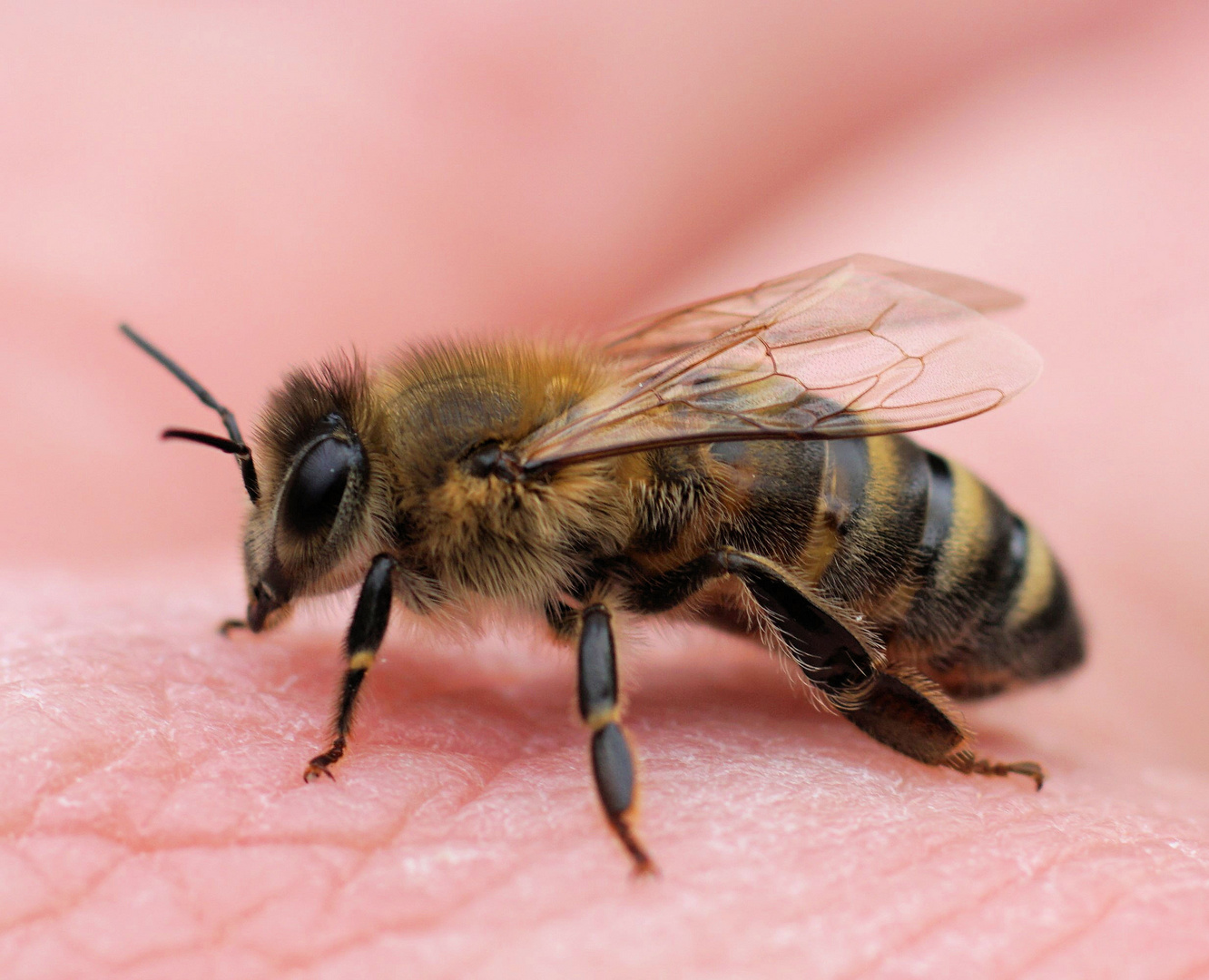 Bee-worker