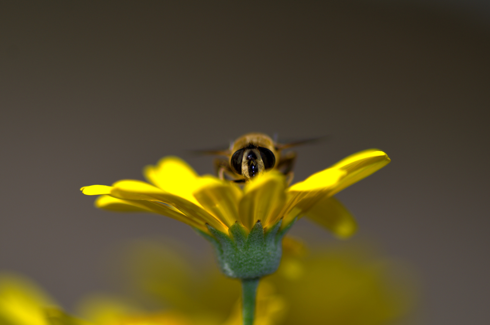 bee1