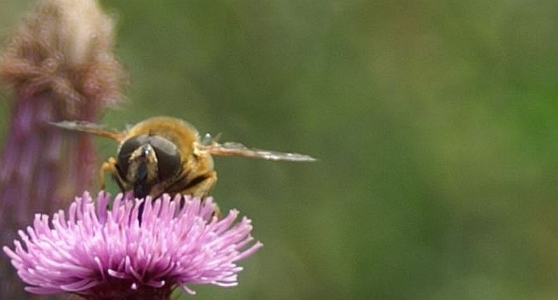 bee3