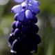 armenische Traubenhyazinthe (Muscari)