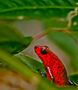 la grenouille des fraises de Renardier christian