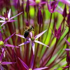 Bee&Blossoms