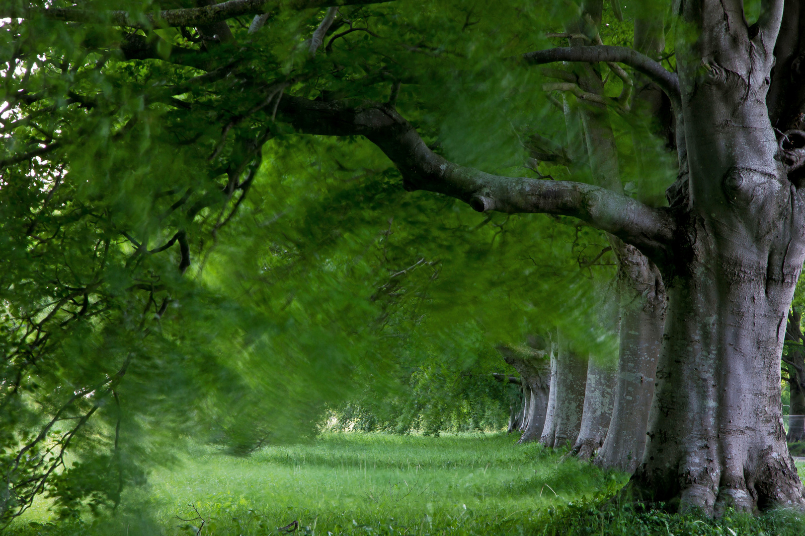 Beech avenue kingston lacy, Dorset, Südengland