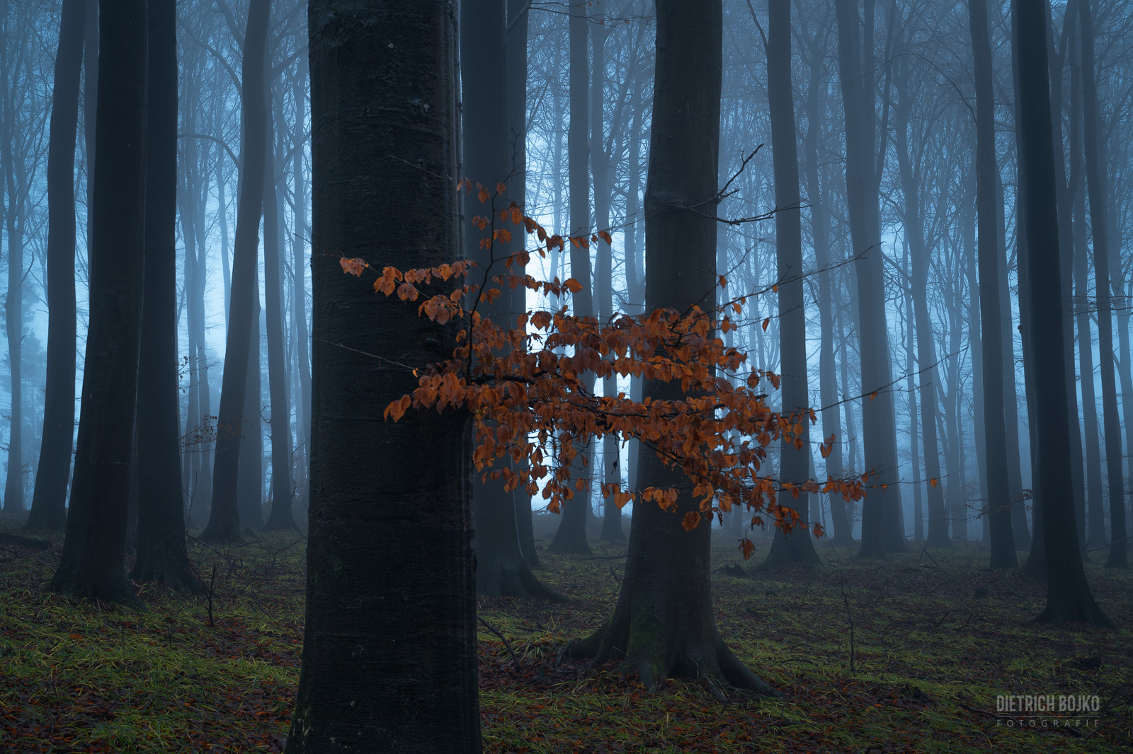 Beech Forest