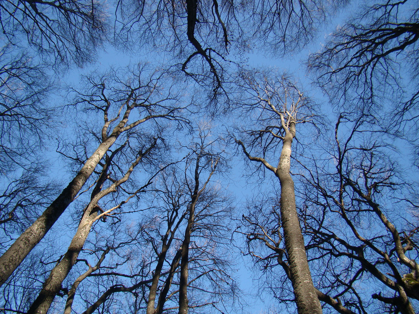 Beech Künstler