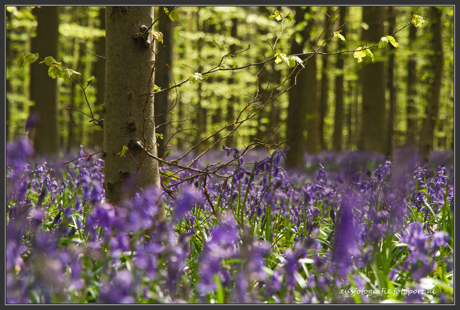 Beech tree in the middle of a carpet hyacinths