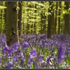 Beech tree in the middle of a carpet hyacinths