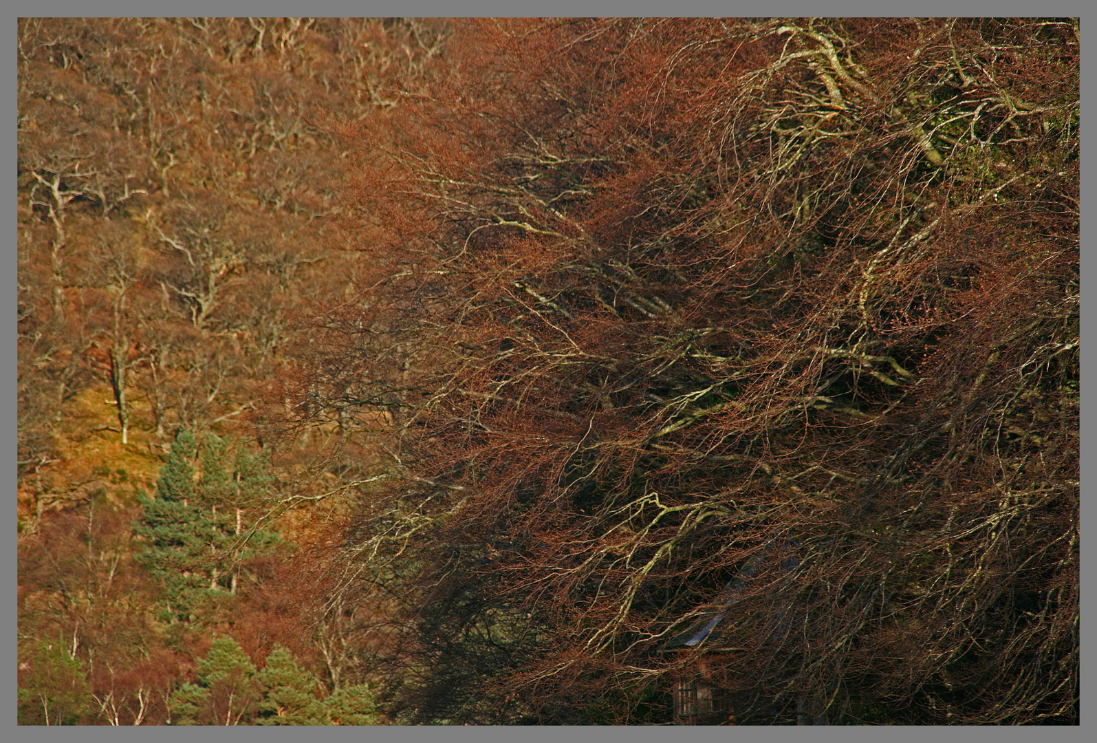 Beech tree near hethpool in february