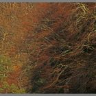 Beech tree near hethpool in february