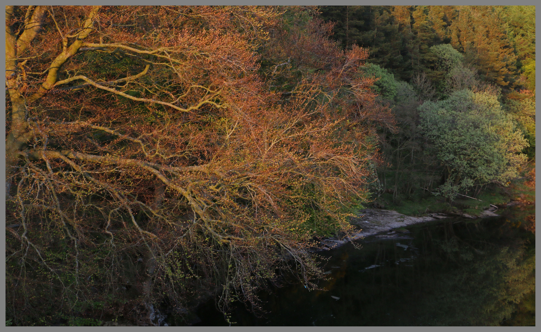 beech tree near lambley in the South Tyne valley