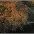 beech tree near lambley in the South Tyne valley