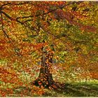 Beech trees at thropton