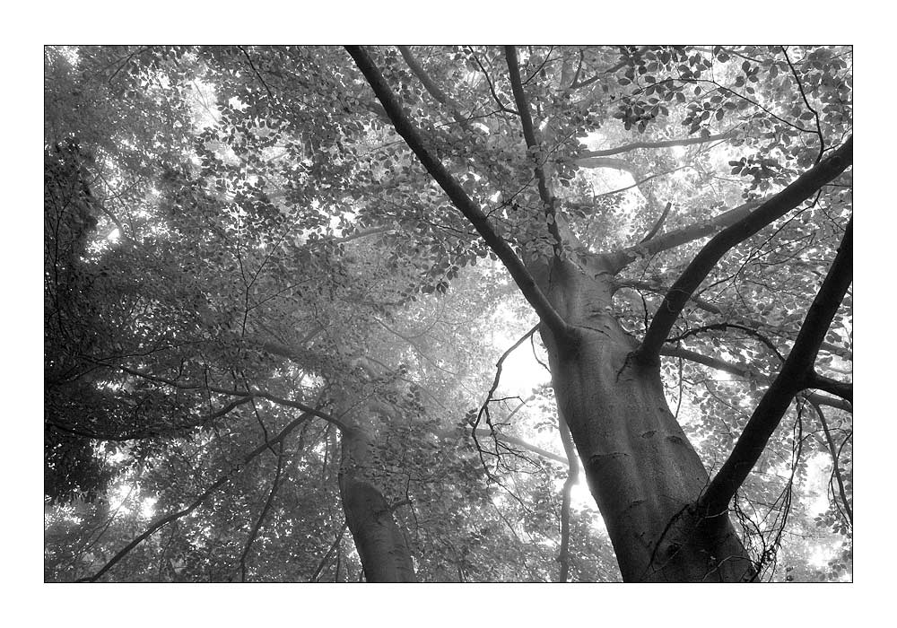 beech trees on a foggy morning