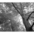 beech trees on a foggy morning