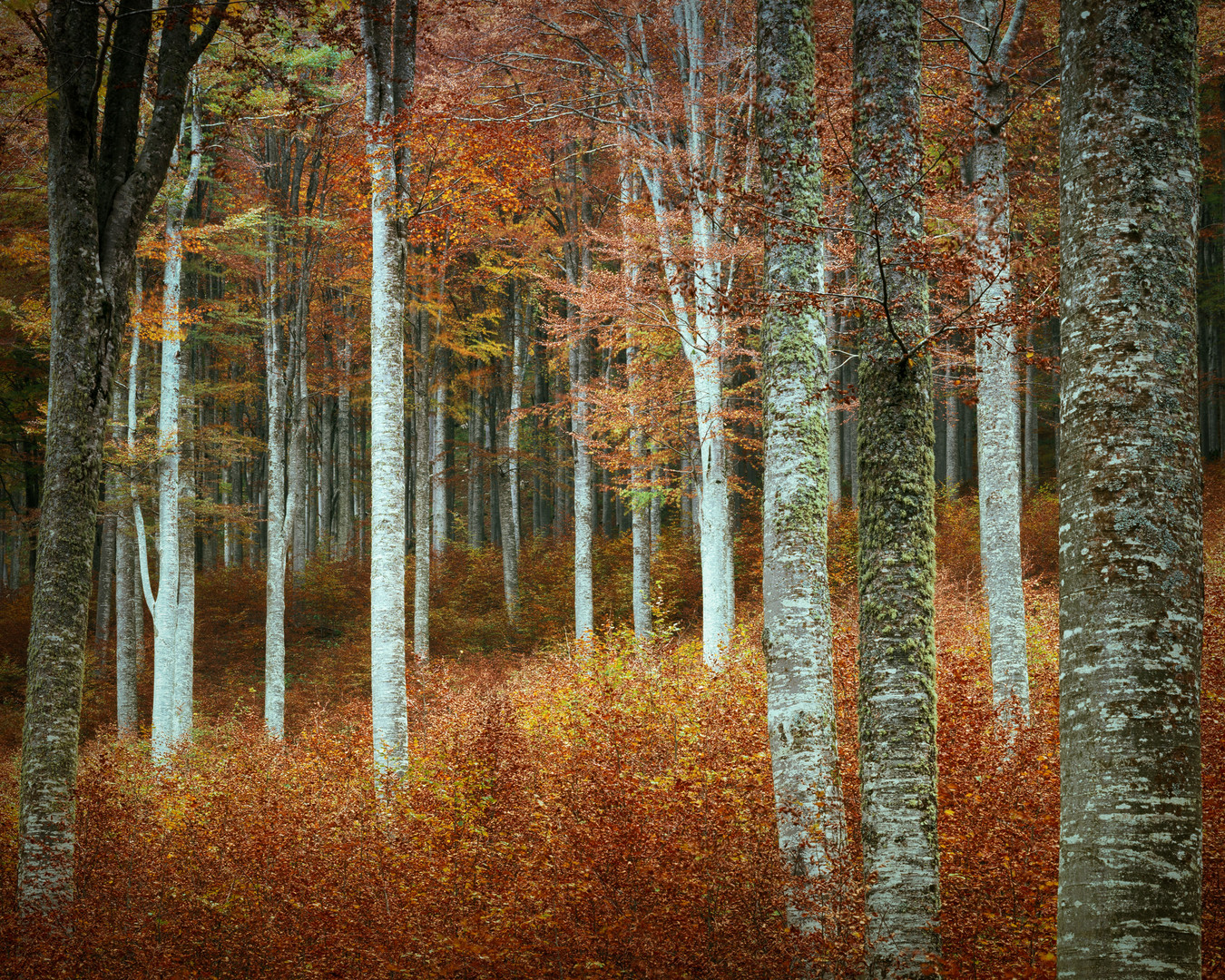 Beech Wood