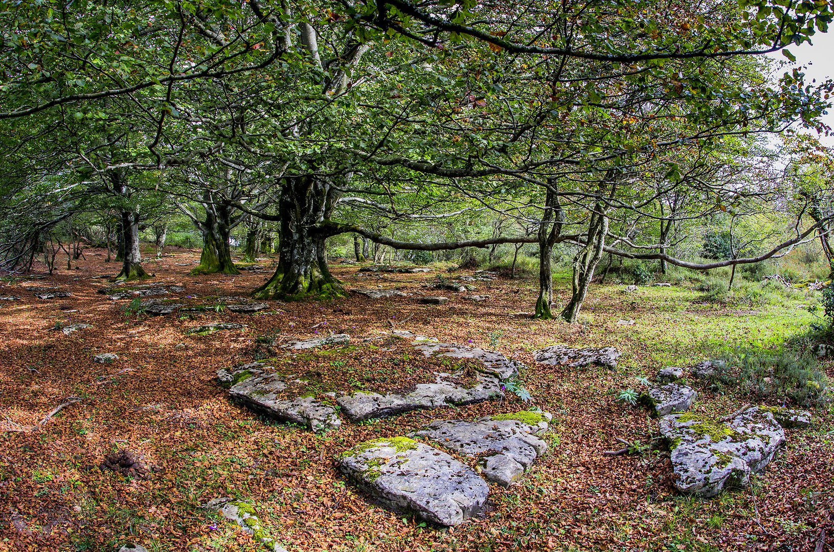 Beech wood