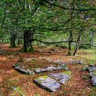 Beech wood