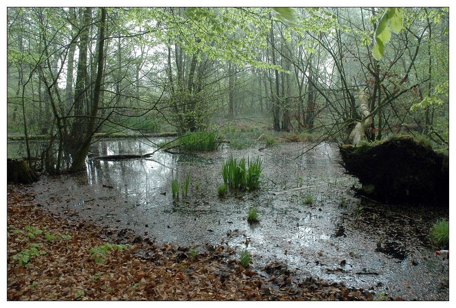 Beechwood pond