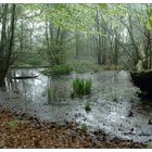 Beechwood pond