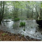 Beechwood pond