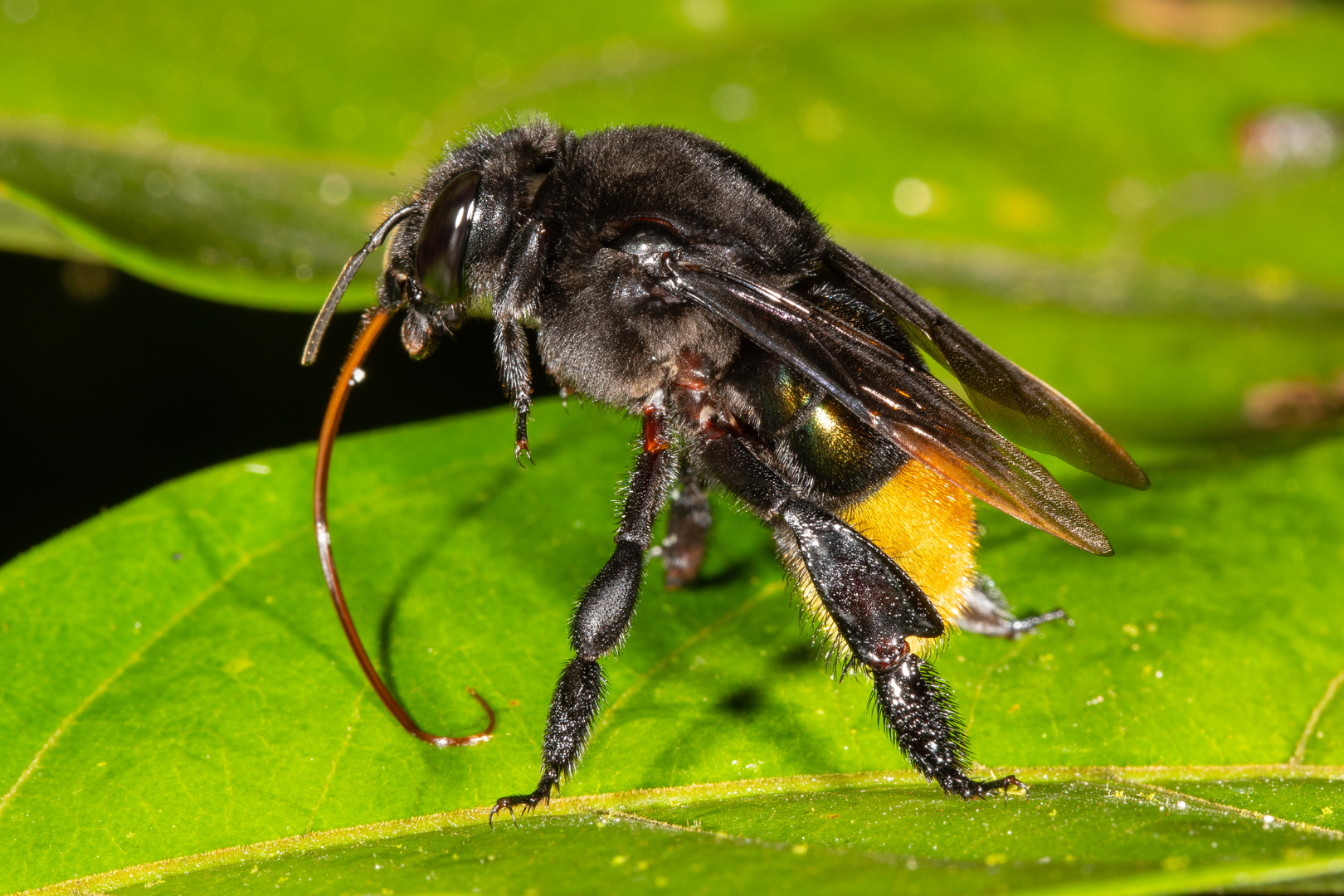 Beedzilla Foto & Bild natur, insekt, insekten Bilder auf