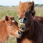 Beee, Mama hör auf ! das ist echt peinlich