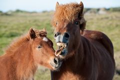 Beee, Mama hör auf ! das ist echt peinlich