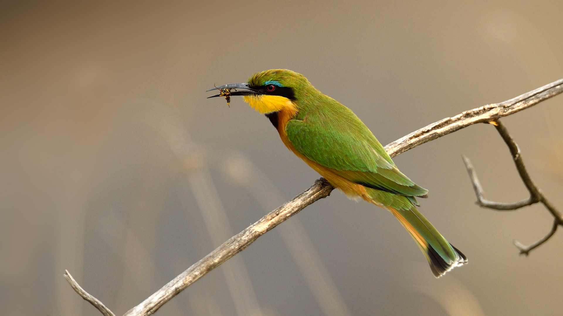 Beeeater