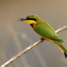 Beeeater