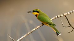 Beeeater